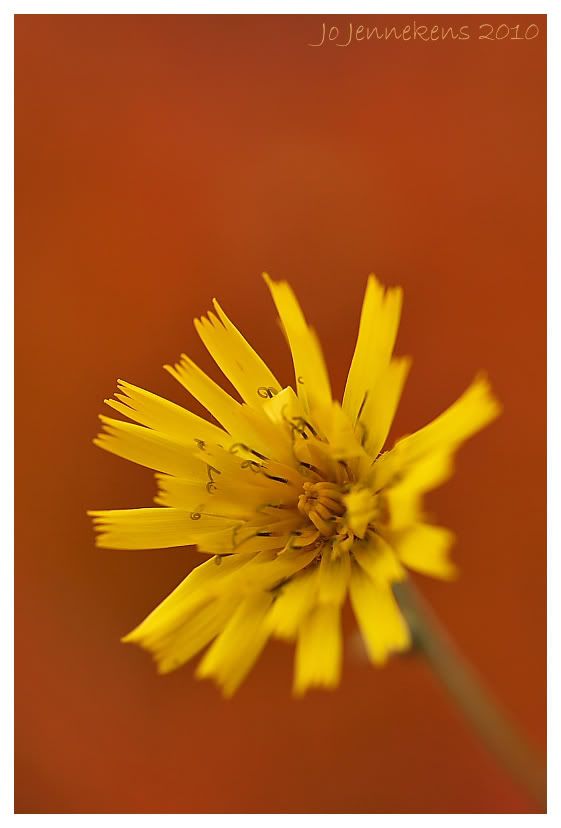 Fotografie