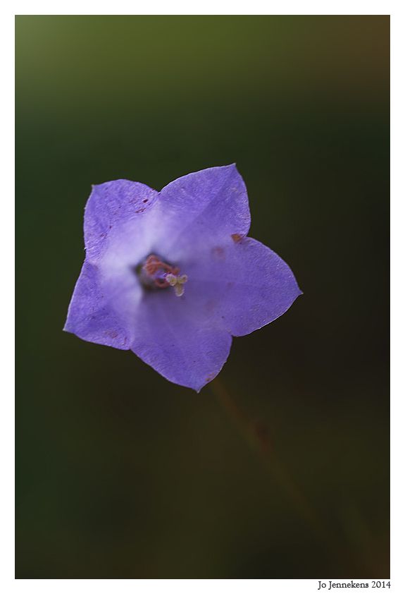 Fotografie