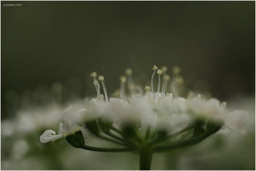 Fotografie