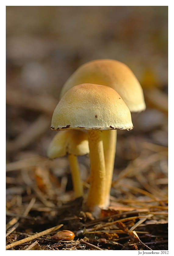 Fotografie