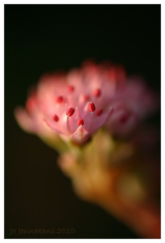 Fotografie