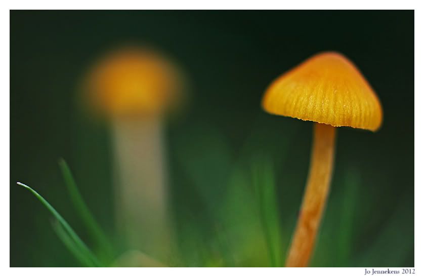 Fotografie