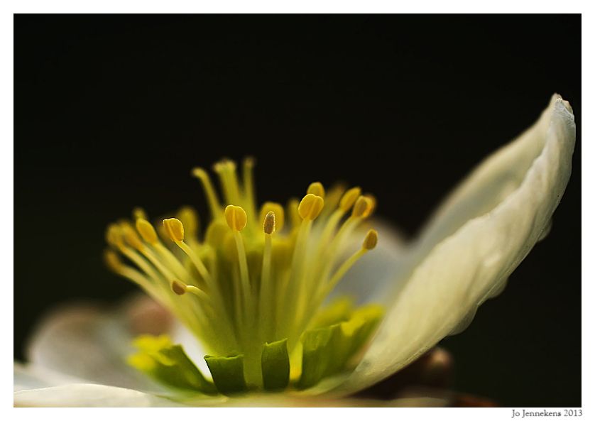 Fotografie