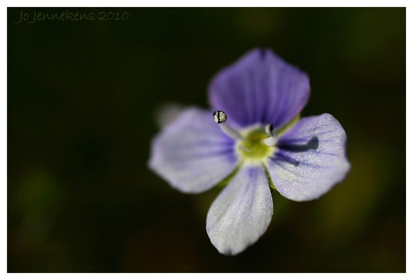 Fotografie