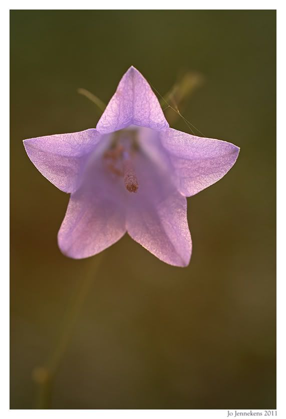 Fotografie
