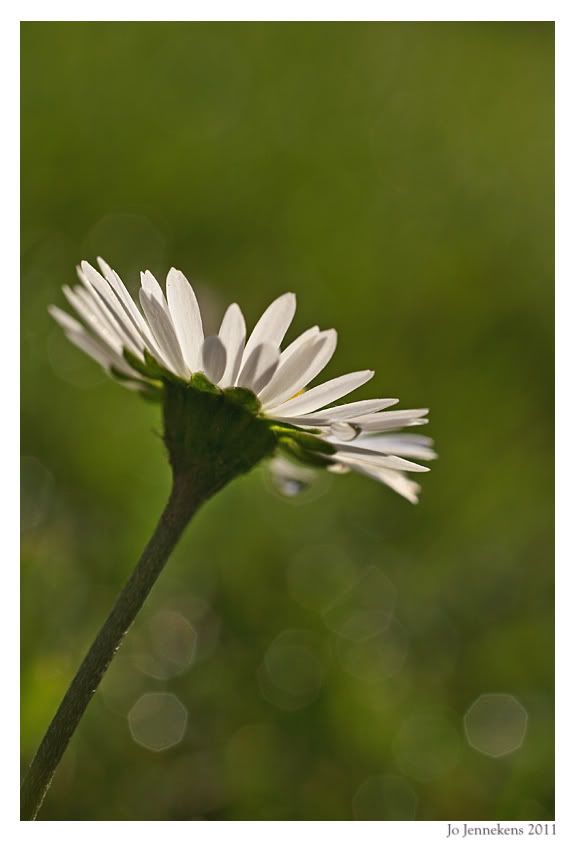 Fotografie
