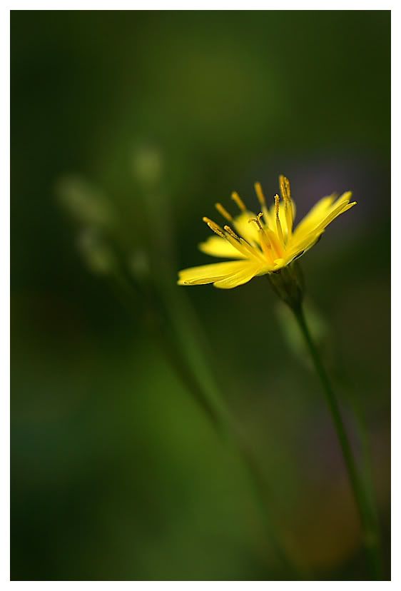 Fotografie