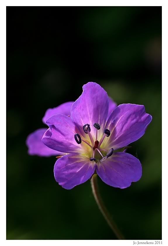 Fotografie