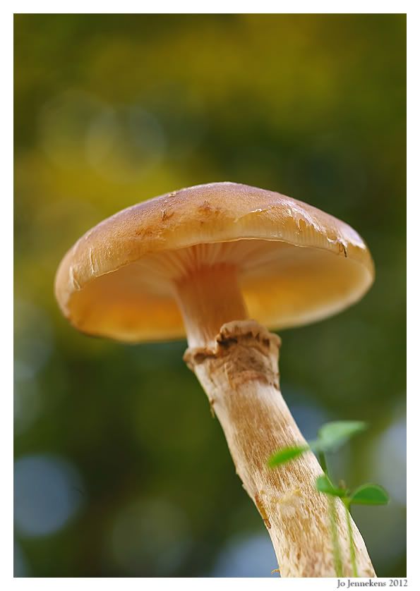 Fotografie