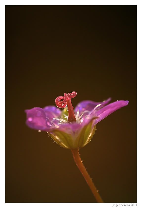 Fotografie
