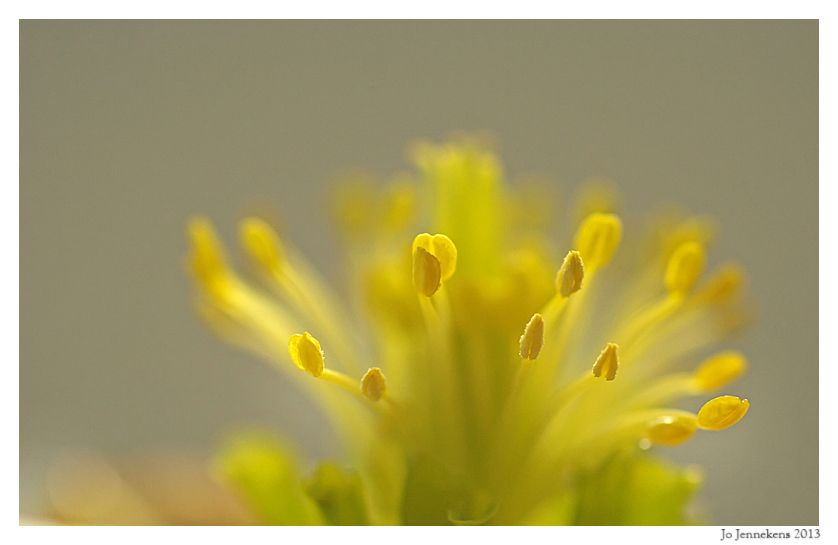 Fotografie