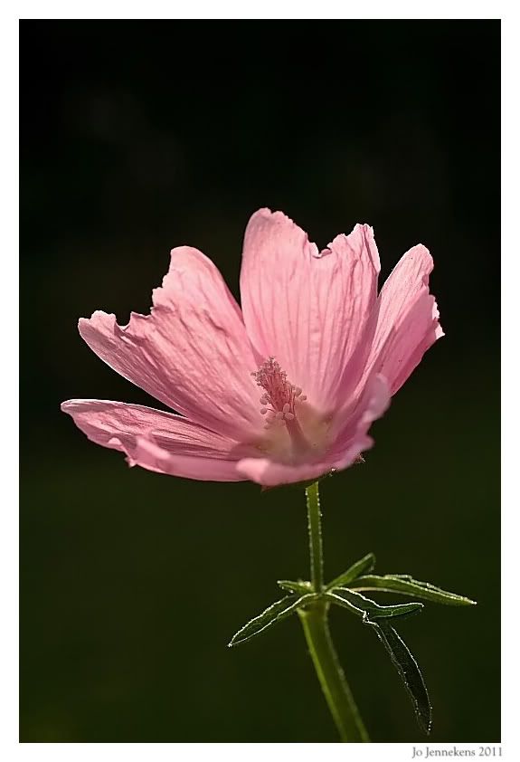 Fotografie