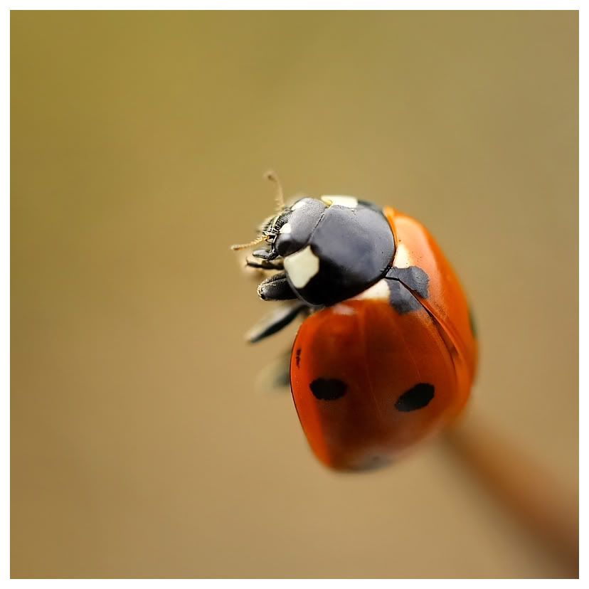 Fotografie