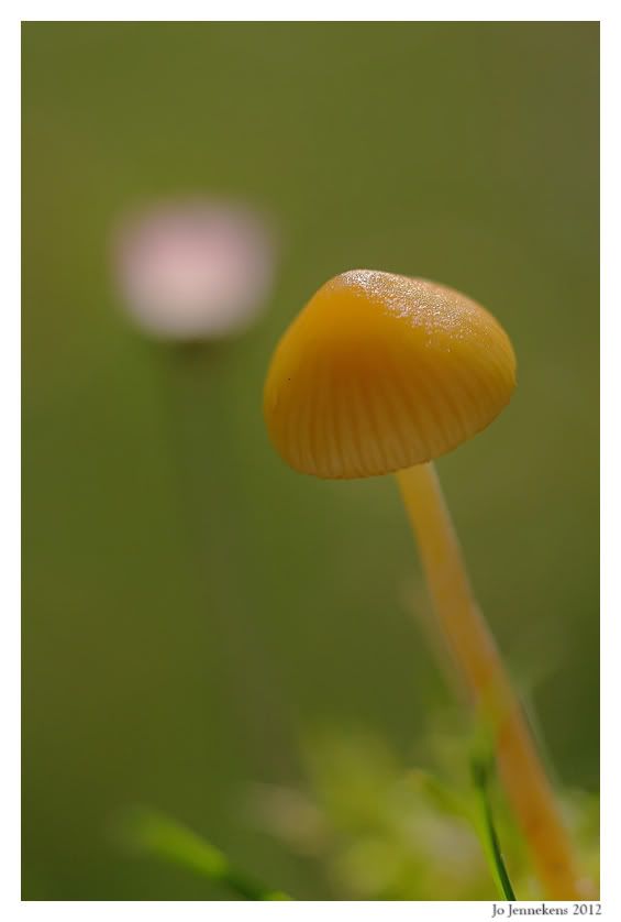 Fotografie