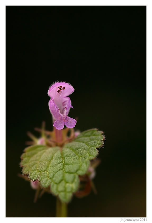 Fotografie