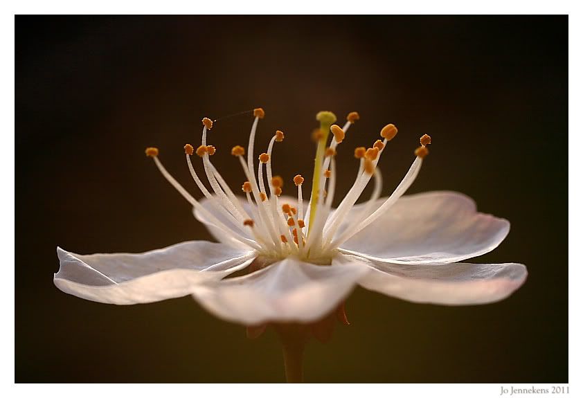 Fotografie