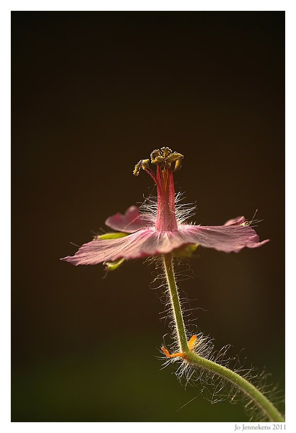 Fotografie
