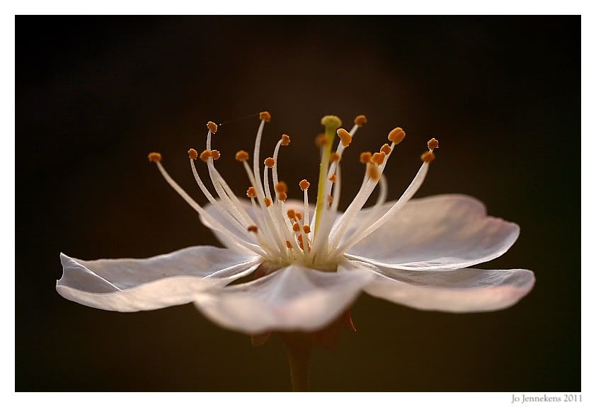 Fotografie