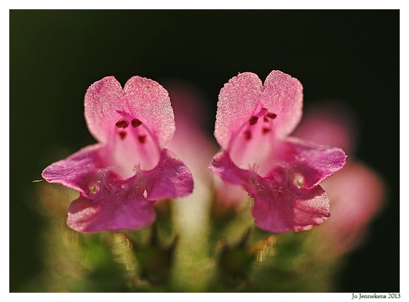 Fotografie