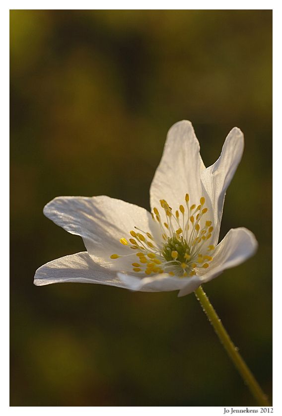 Fotografie