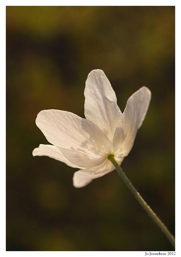 Fotografie