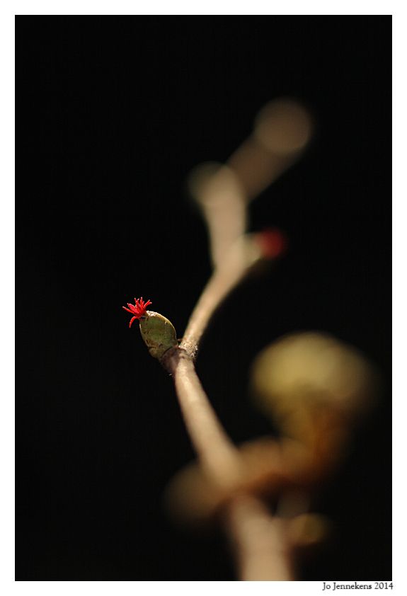Fotografie