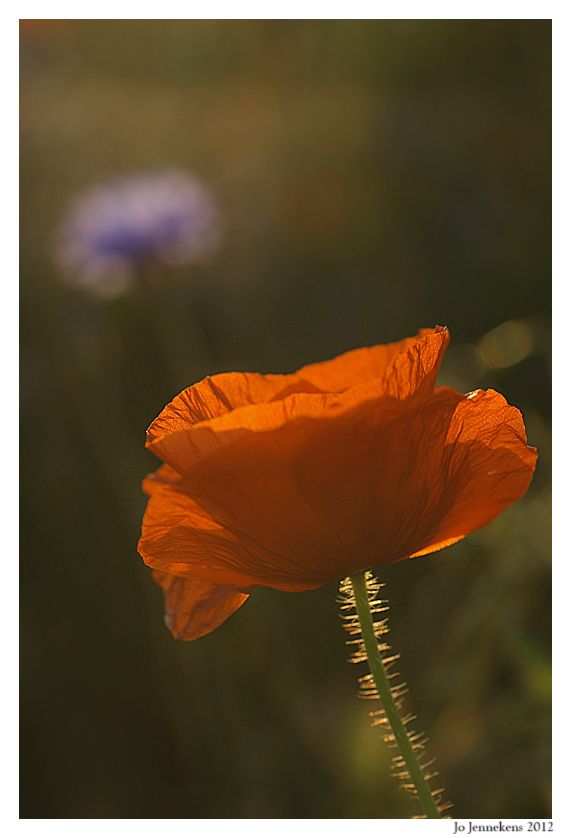 Fotografie