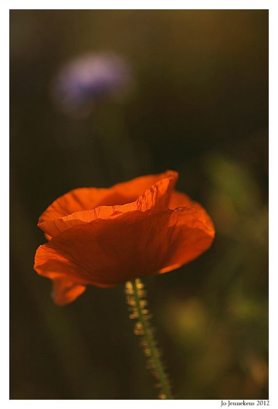 Fotografie