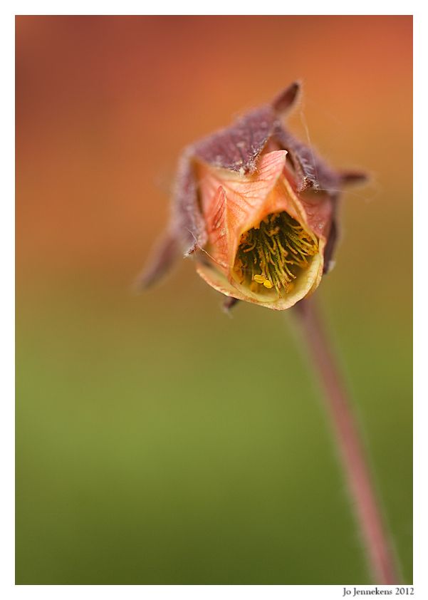 Fotografie