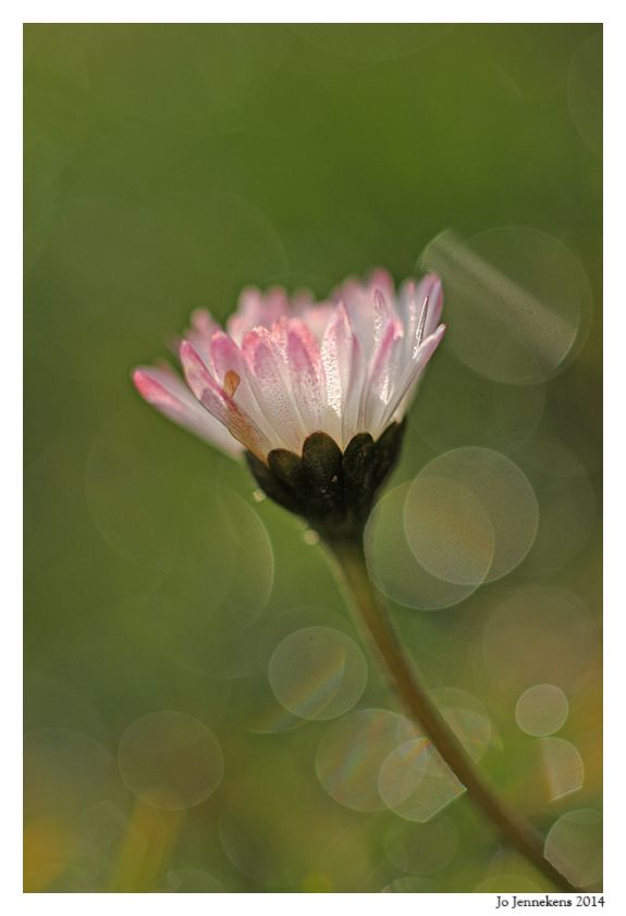 Fotografie