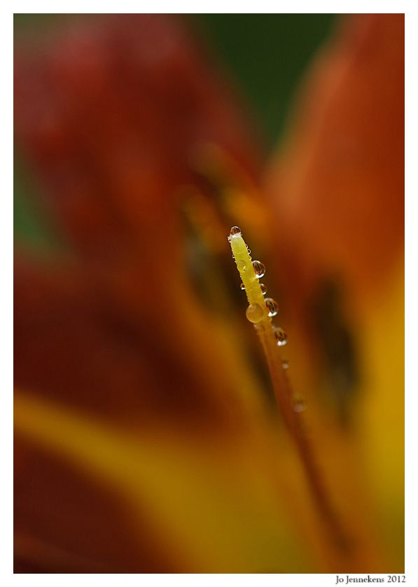 Fotografie
