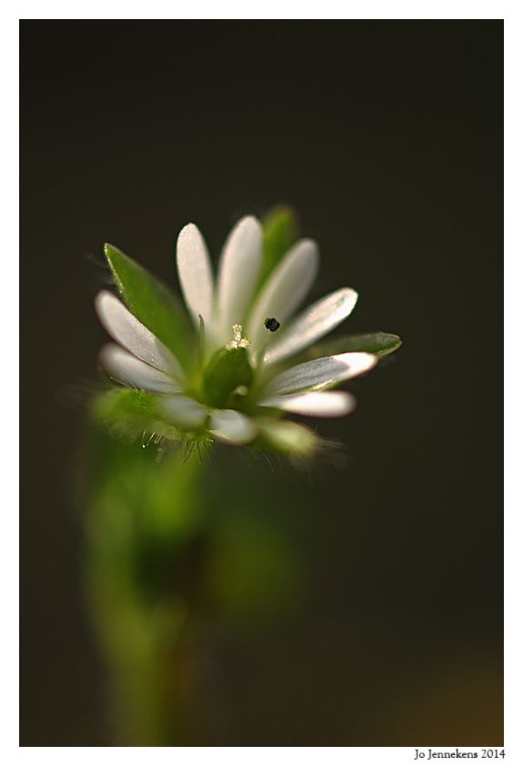 Fotografie