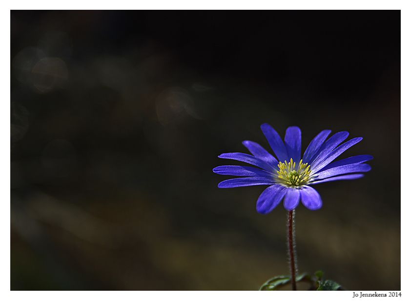 Fotografie
