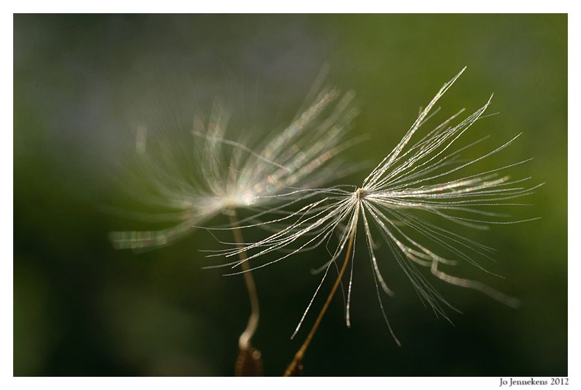 Fotografie