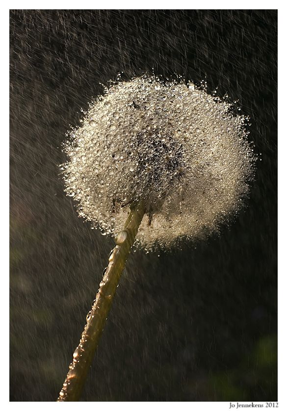 Fotografie