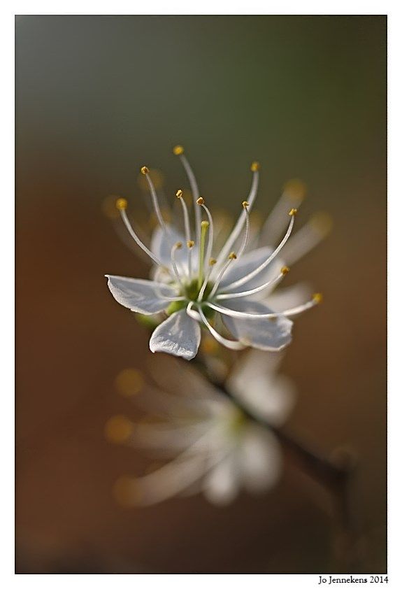 Fotografie