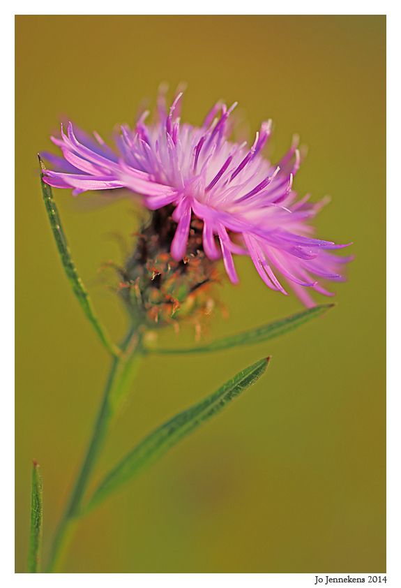 Fotografie
