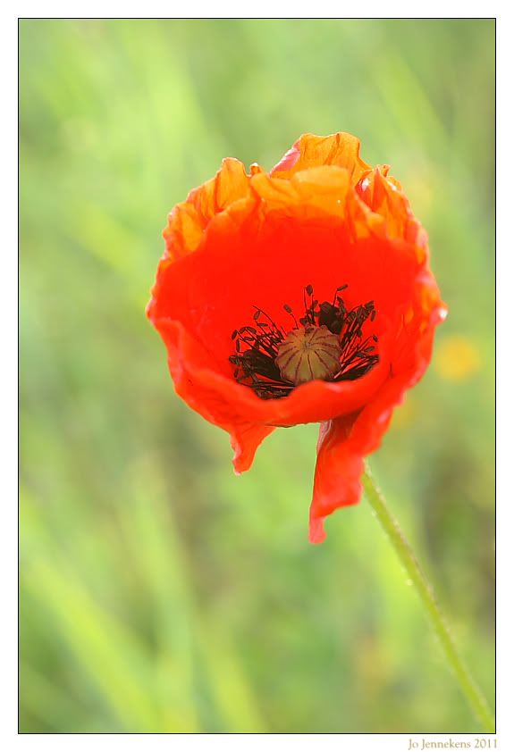 Fotografie