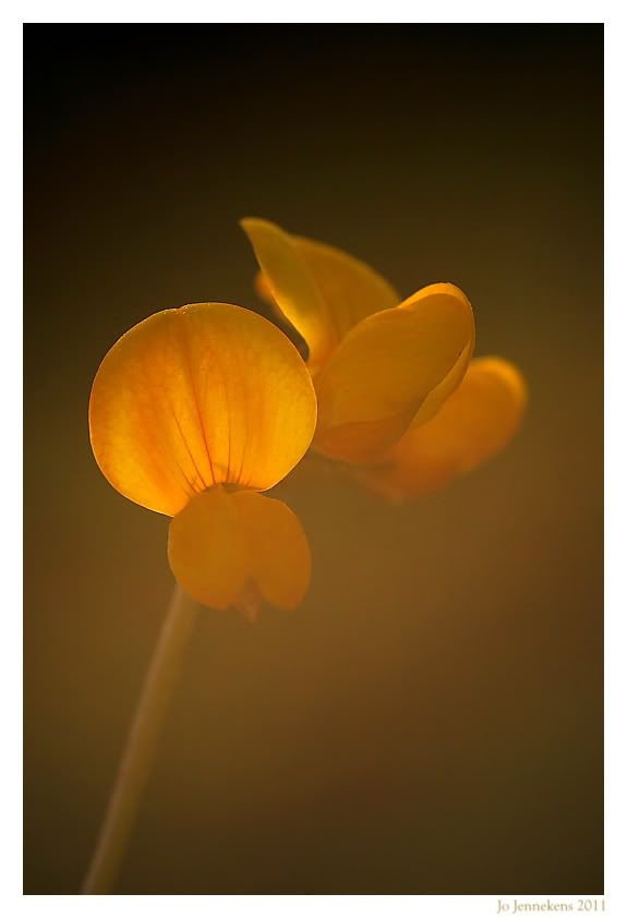 Fotografie