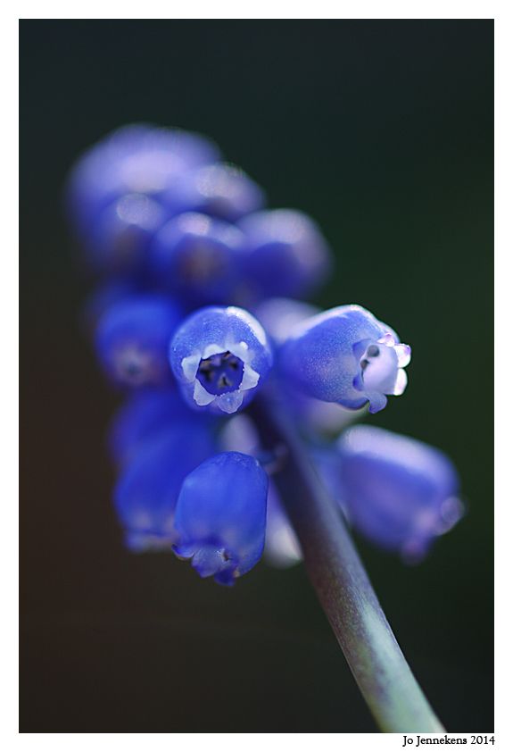 Fotografie