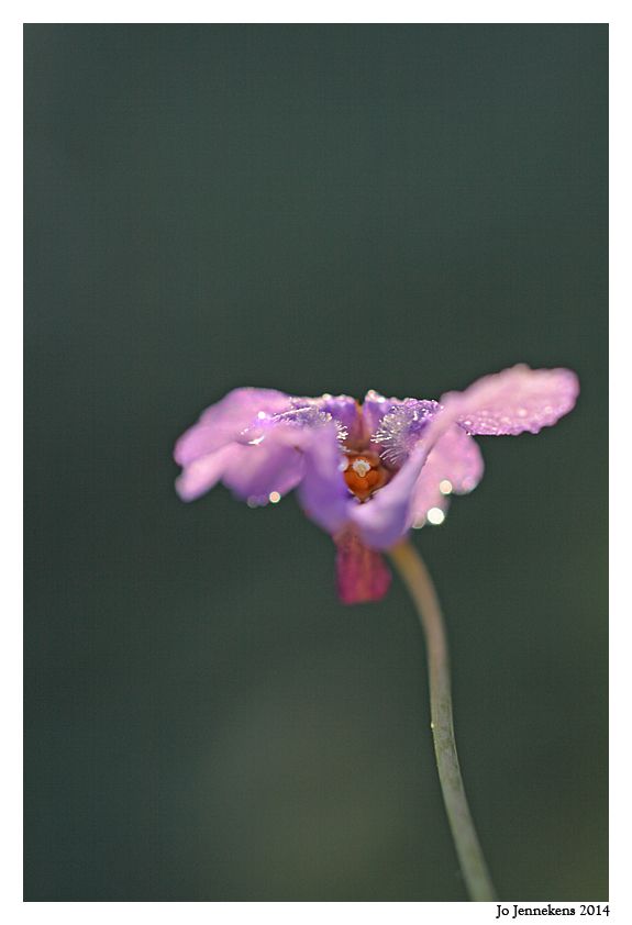 Fotografie