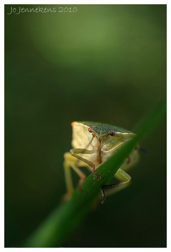 Fotografie