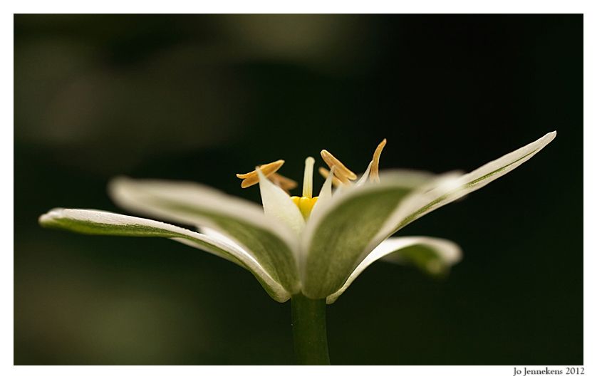 Fotografie