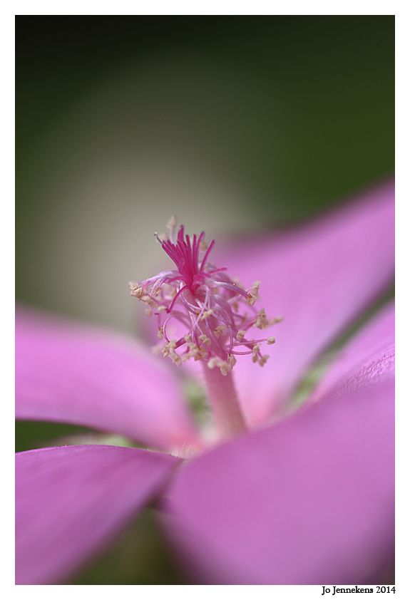 Fotografie