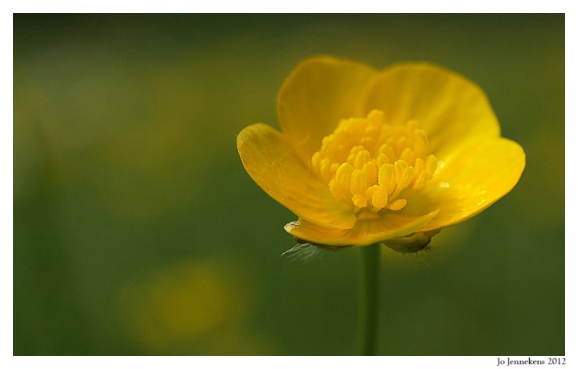 Fotografie