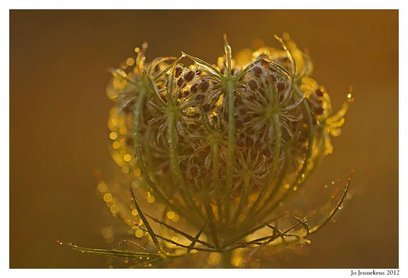 Fotografie