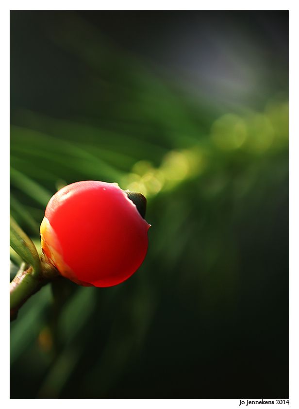 Fotografie