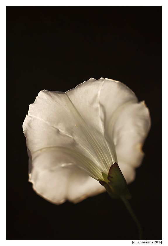 Fotografie