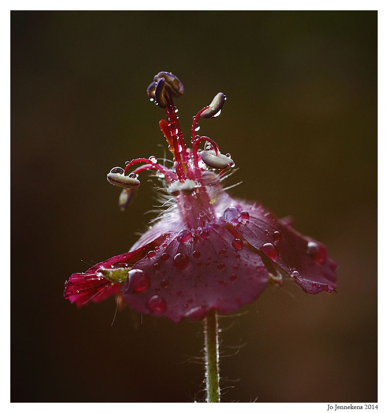 Fotografie