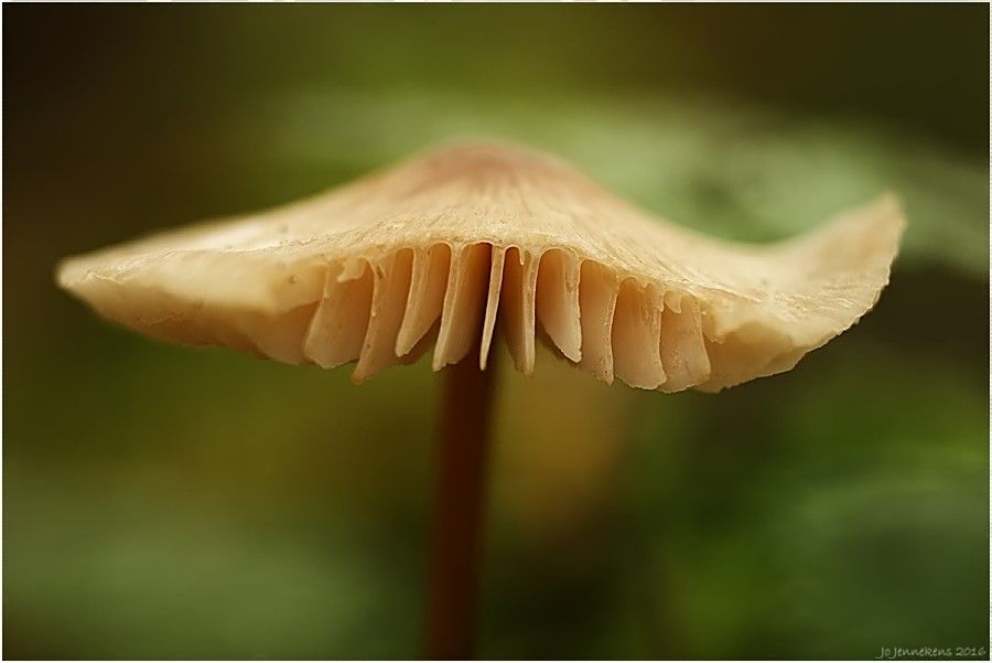 Fotografie